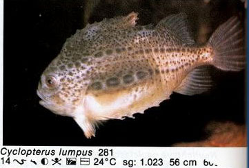 Cyclopterus lumpus